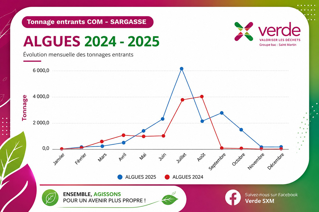Focus sur les sargasses